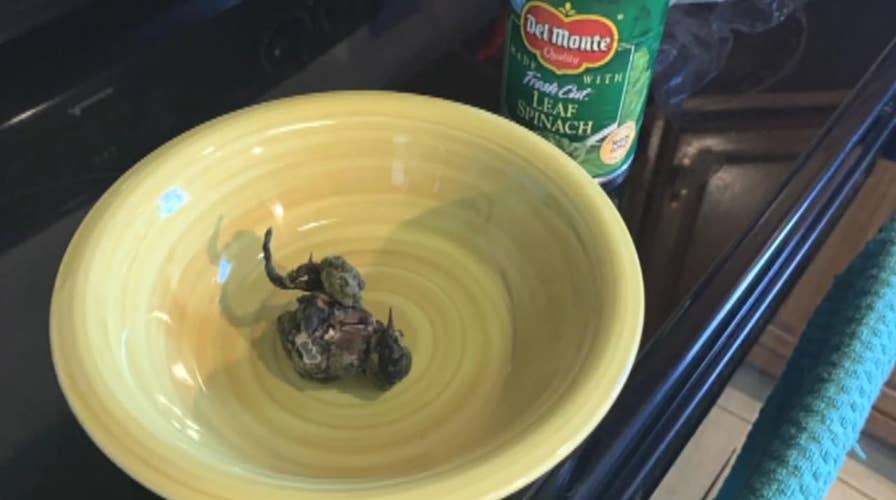 Woman finds dead bird in Del Monte spinach can