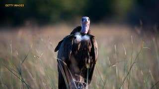 More than 500 critically endangered vultures poisoned in mystery massacre - Fox News