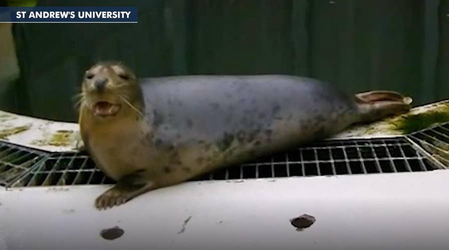 Grey seals trained to mimic human sounds and songs