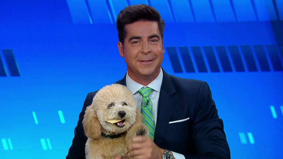 'The Five' celebrates National Bring Your Dog to Work Day Fox News 'The Five' celebrates National Bring Your Dog to Work Day Fox News