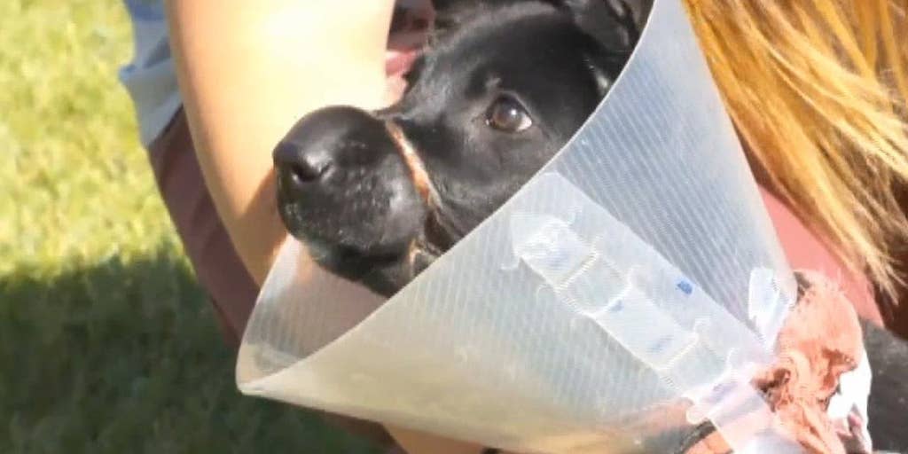 Woman Accused Of Binding Pup S Mouth To Keep Her Quiet Faces Felony Charge Fox News