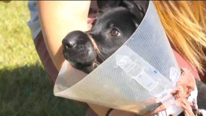 Woman faces a felony charge for abuse of puppy
