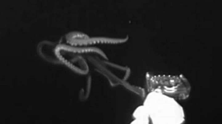 Giant squid caught on video for the first time in the US