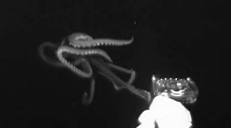 Giant squid caught on video for the first time in the US