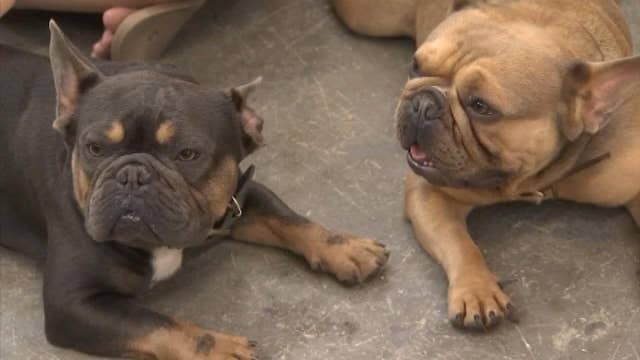 Two French bulldogs found after missing for 18 months ...
