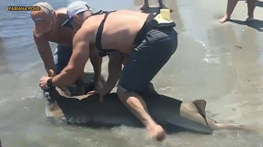 New Jersey fisherman hooks shark on beachfront