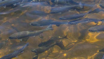 ‘Cursed’ wedding ring found zip-tied to steelhead’s tail during fishing tournament