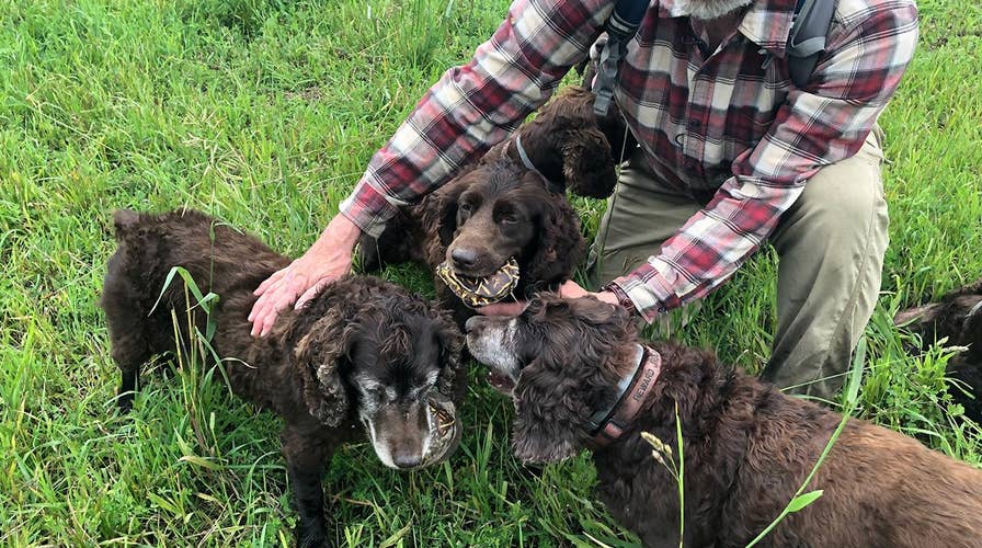 Specially trained dogs help find rare turtles on endangered land