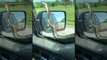 Snake slithering on moving truck is no match for windshield wipers, video shows