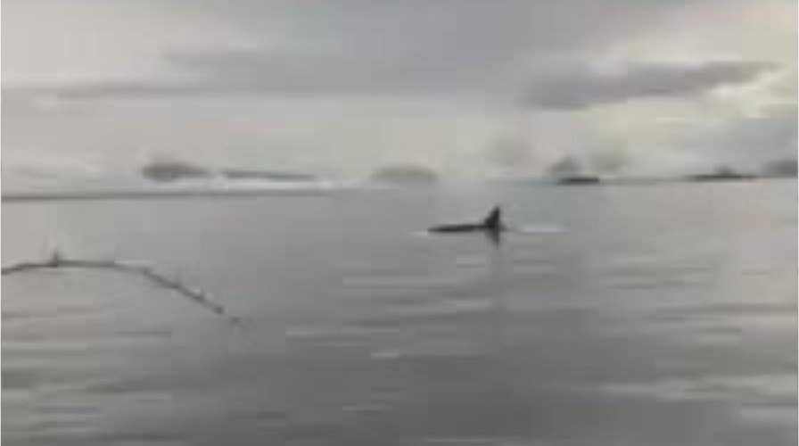 Killer Whale filmed stealing fisherman’s salmon right off the line
