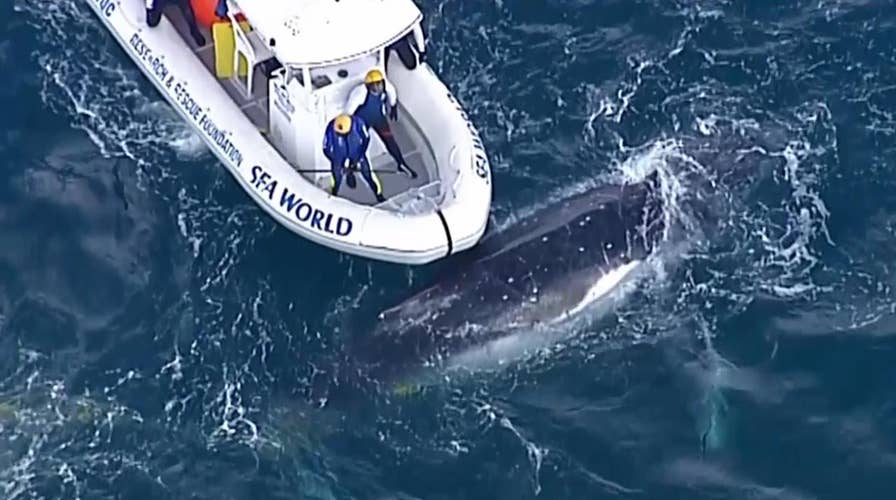 Crew frees humpback whale trapped in shark net off Australian coast