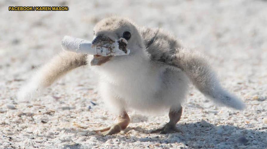 Bird feeds chick used cigarette on Florida beach