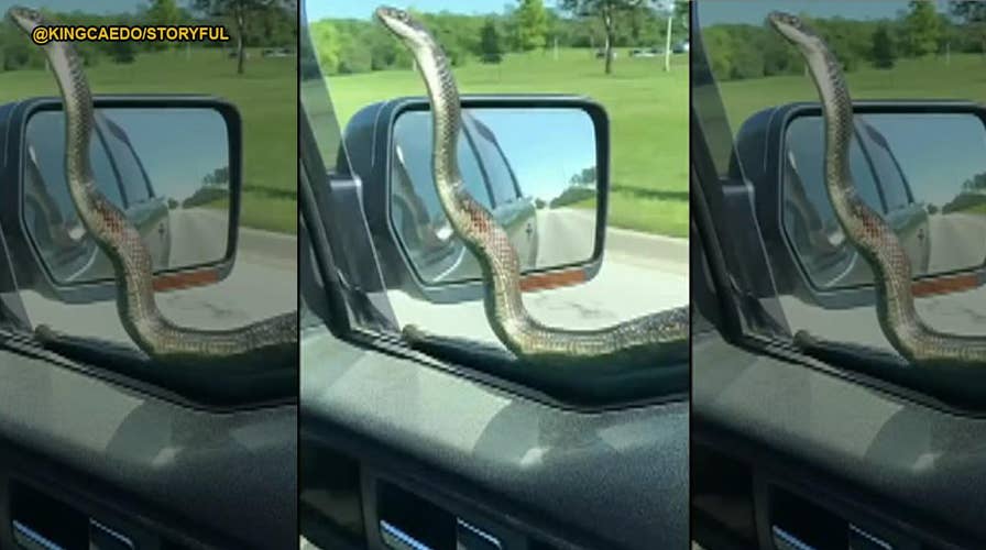 Kansas City man uses his windshield wipers to knock snake from his car