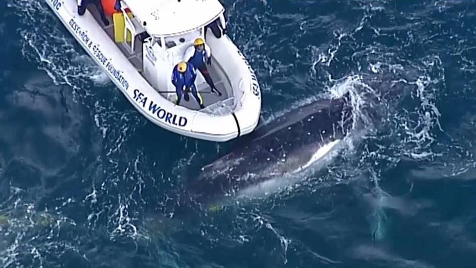 Humpback whale freed from shark net off Australia coast in difficult