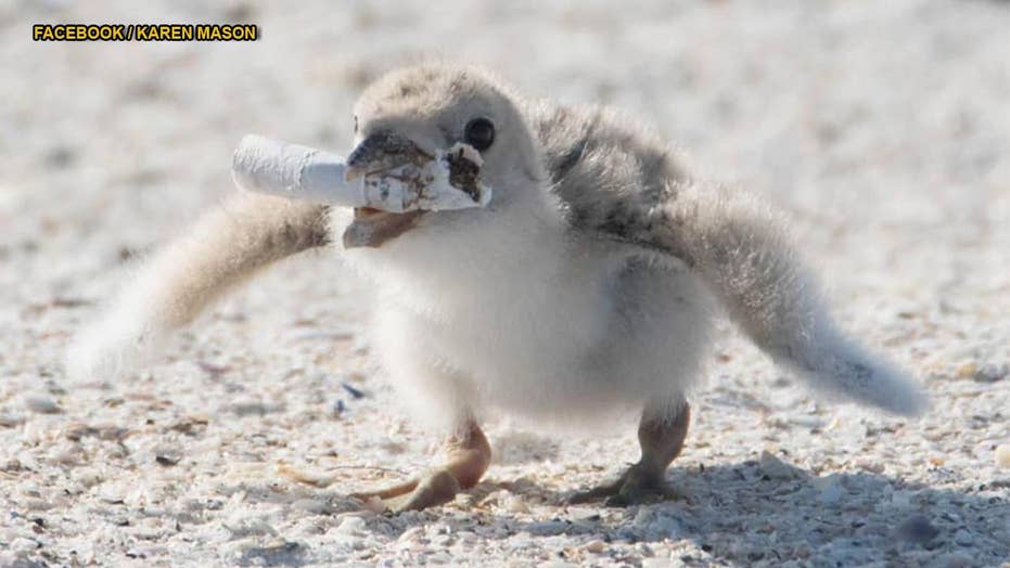 Bird In Florida Spotted Feeding Baby Chick Cigarette Butt