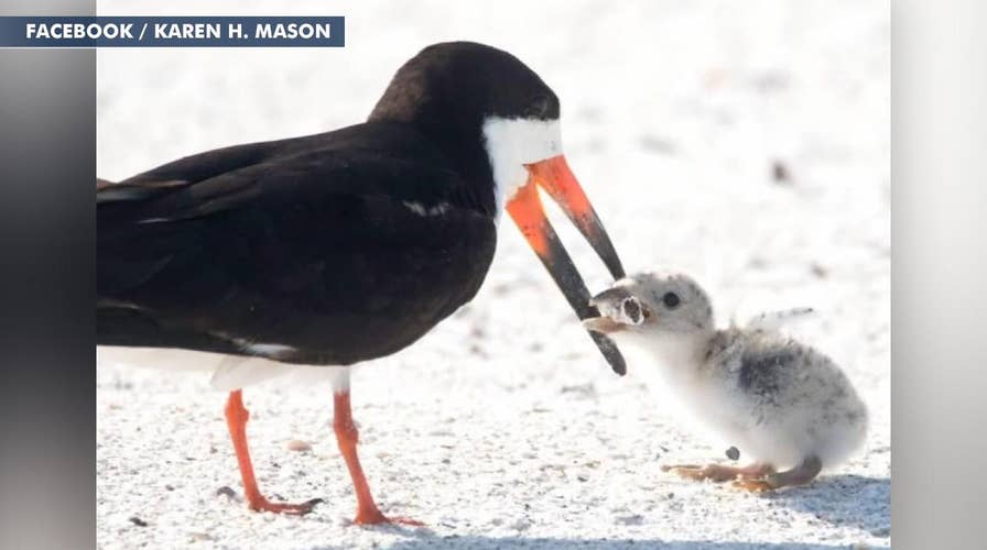 Image of seabird feeding cigarette butt to chick goes viral