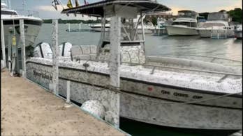 Swarm of mayflies invades Ohio, insects detected on local weather radars