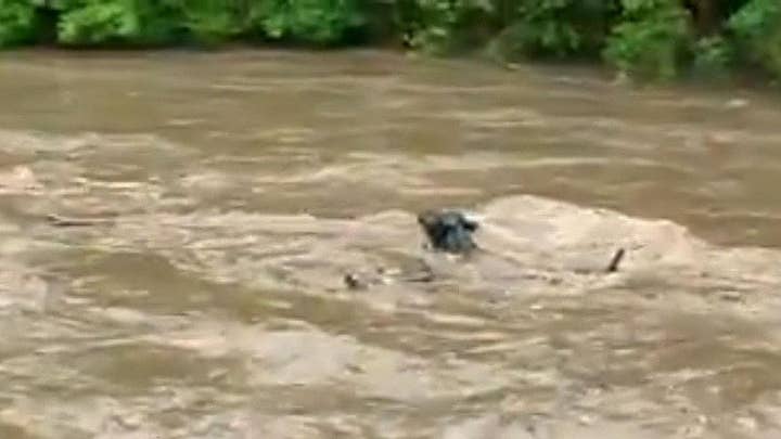 Cows in Minnesota swept away during flash flood