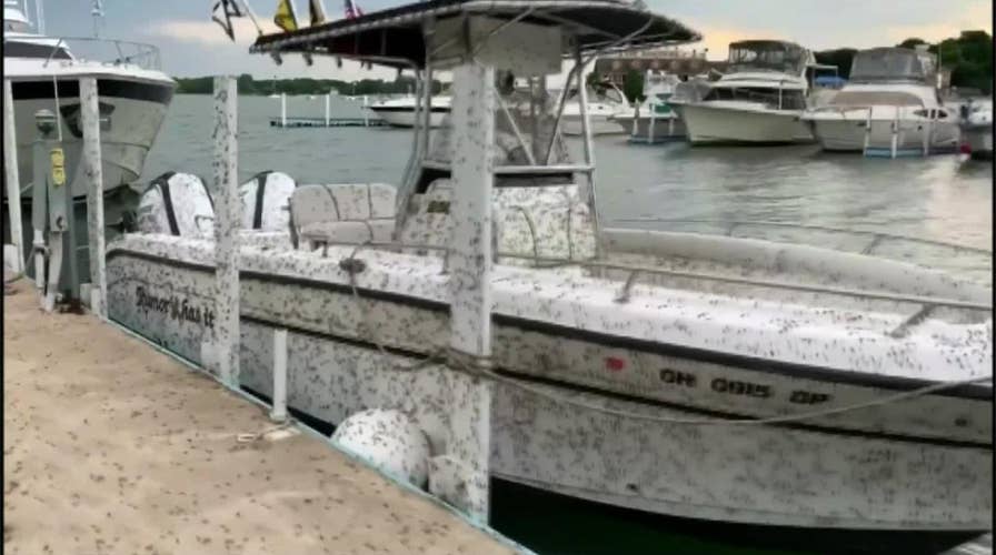 Ohio man films thousands of mayflies on his yacht