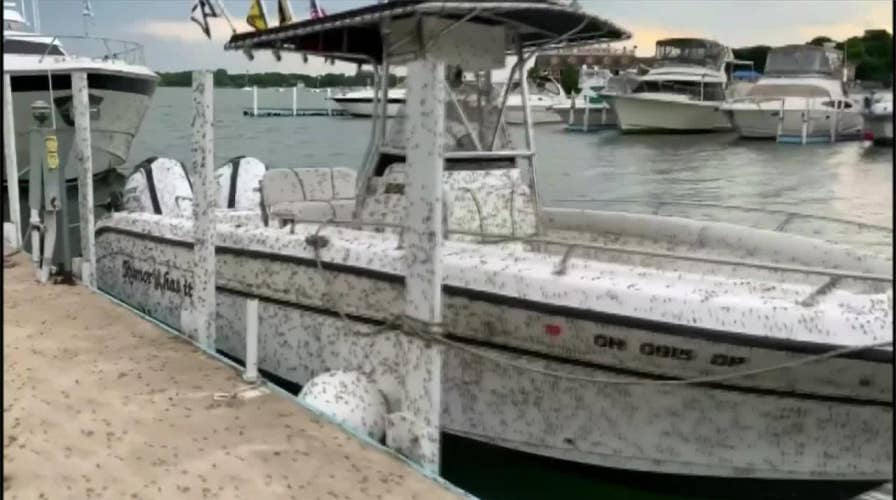 Ohio man films thousands of mayflies on his yacht