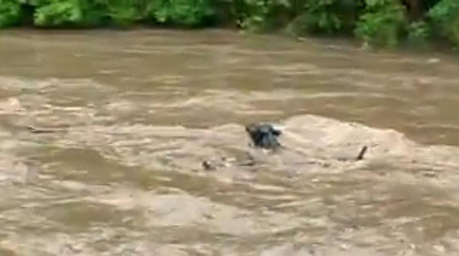 Cows in Minnesota swept away during flash flood