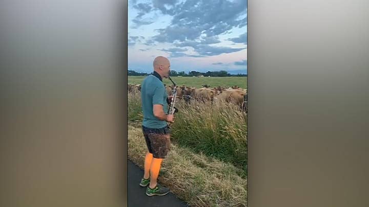 Man plays saxophone, serenades herd of cows