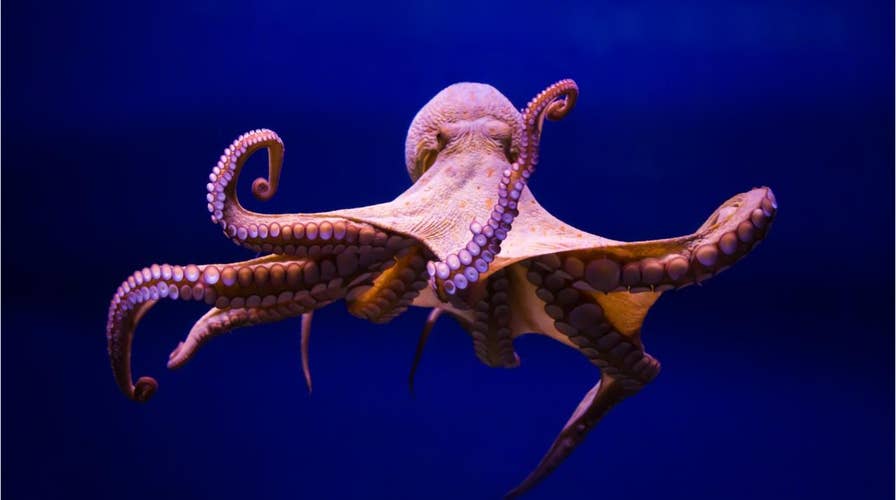 Key to understanding aliens might be unlocked by octopus' tentacles