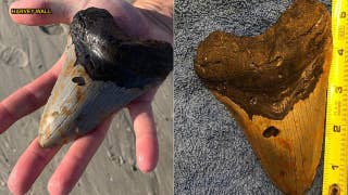 North Carolina man finds megalodon shark tooth buried on beach - Fox News