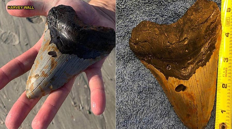 North Carolina man finds megalodon shark tooth buried on beach