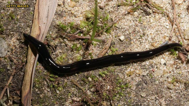 Texas woman discovers horde of black worms known to carry dangerous