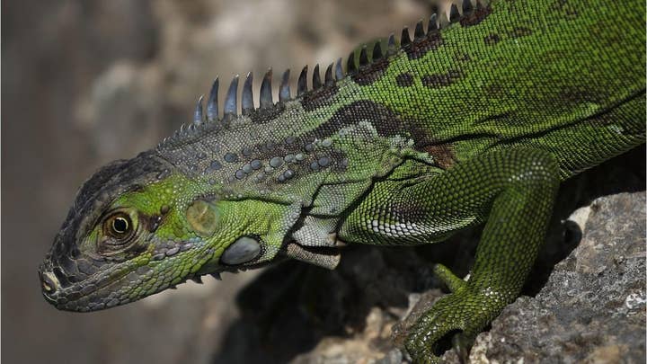 Florida encourages homeowners to kill green iguanas ‘on their own property’