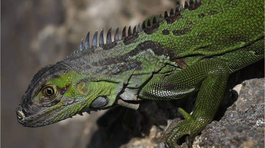 Florida encourages homeowners to kill green iguanas ‘on their own property’