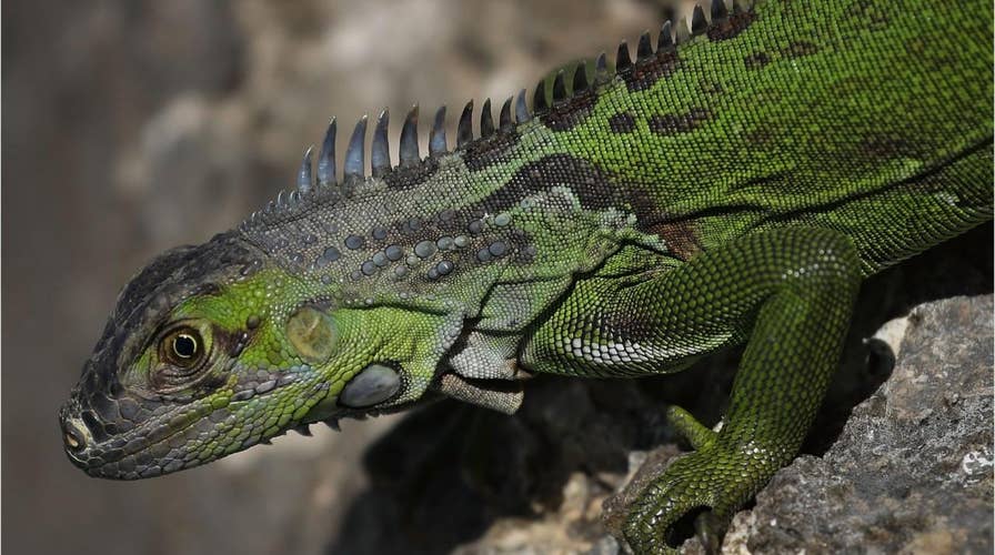 Florida encourages homeowners to kill green iguanas ‘on their own property’