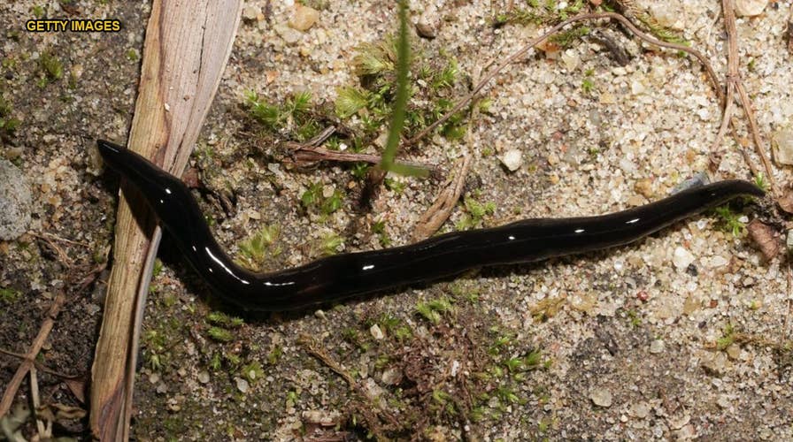 Texas woman discovers horde of black worms known to carry dangerous parasite in backyard