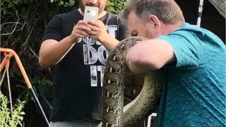 Massive 9-foot python that escaped last week found in neighbor's garden - Fox News