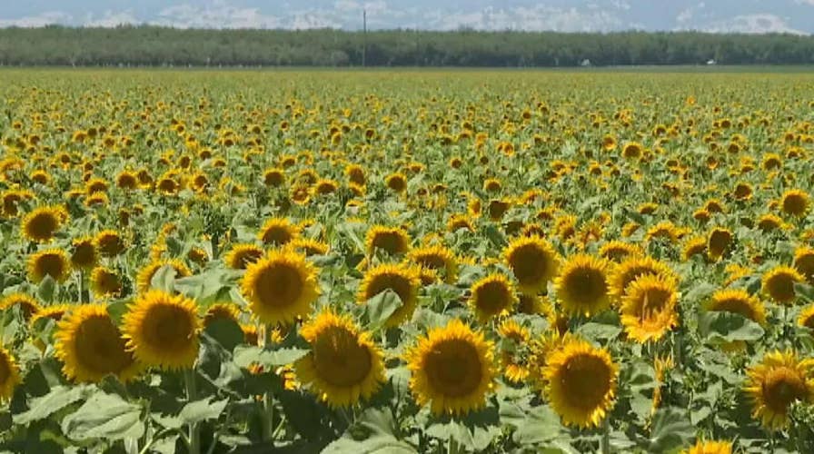 Selfie-seekers damage sunflower crops in Northern California