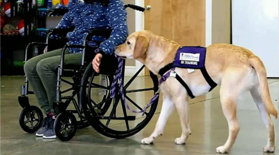 How 'Paws for Purple Hearts' supports US veterans