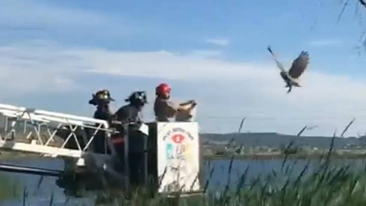 Great horned owl rescued after getting tangled in fishing line