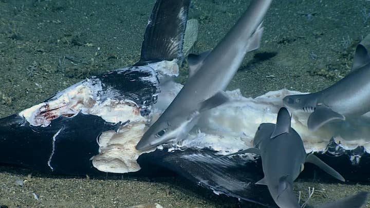 Wait for it: Video of shark feeding frenzy has surprise ending