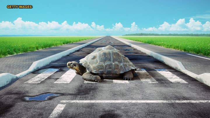 Jetstar flight delayed by turtle slowly crossing tarmac