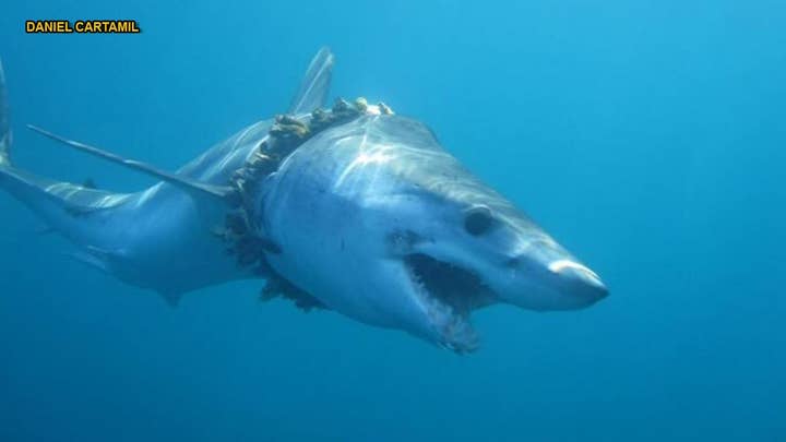 Hundreds of sharks and rays entangled in plastic, scientists say