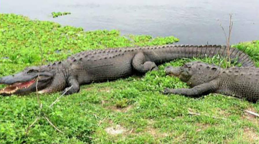 Alligators found feeding on human remains for second time in Florida