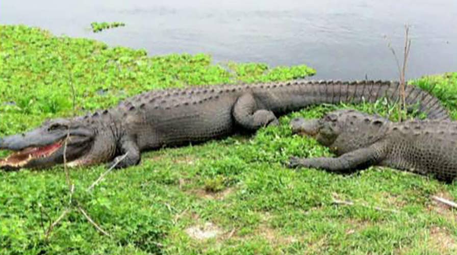 Alligators found feeding on human remains for second time in Florida