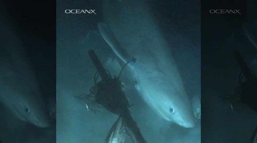 Mysterious deep-sea shark that's older than the dinosaurs captured on film
