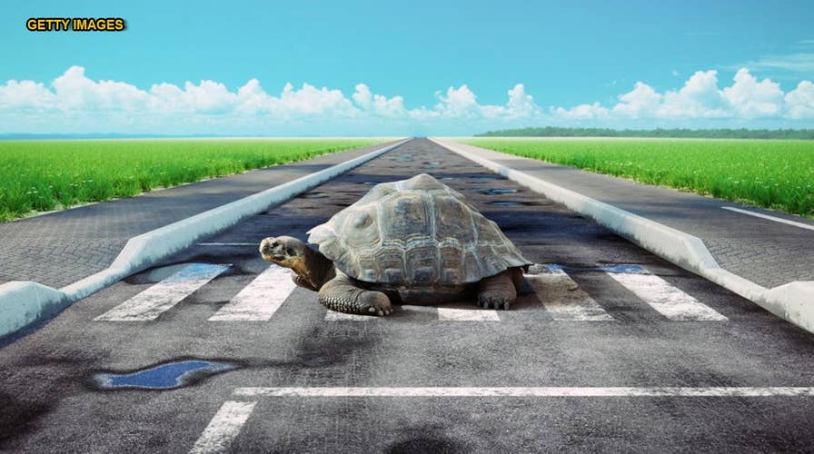 Jetstar flight delayed by turtle slowly crossing tarmac