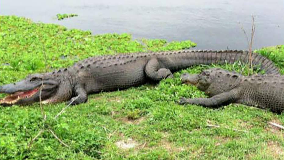 North Carolina Man Attacked By Alligator While Kayaking Fox News