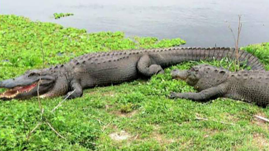 North Carolina man attacked by alligator while kayaking | Fox News