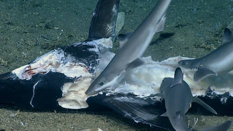 Shark swallowed whole during rare deep-sea feeding frenzy off South