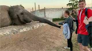 Watch: Elephant slaps girl in the face - Fox News