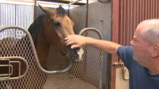 Funds dry up for equine therapy program that helps first responders suffering from PTSD - Fox News